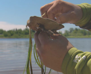 Eelgrass destined for destruction is moved up the Shediac River | CBC News