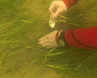 Environmental group working to protect eelgrass beds – CBC News