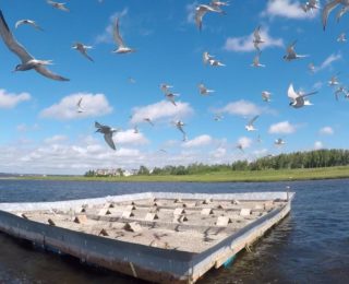 Notre plateforme de nidification continue d’être un lieu de reproduction privilégié pour les sternes pierregarins dans la baie de Shédiac