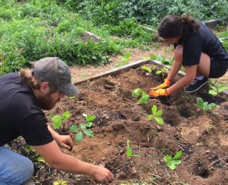 Pépinière d’arbres indigènes au jardin communautaire de Shédiac