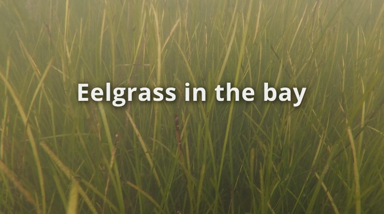Eelgrass Video