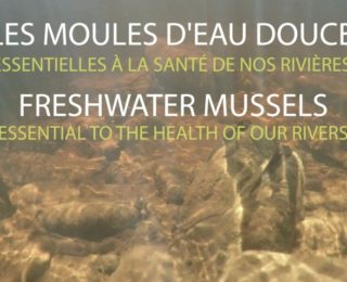 Freshwater mussels video