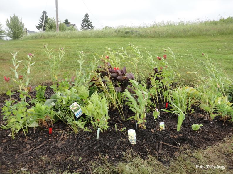 Looking for Participants for the Development of Residential Rain Gardens