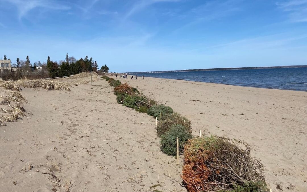 Restauration des dunes à la plage Belliveau