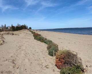 Restauration des dunes à la plage Belliveau