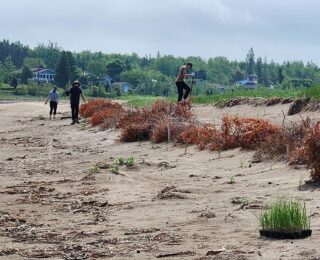 Restauration des dunes à la plage Belliveau – Phase 2
