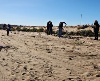 Volunteers needed – Dune restoration